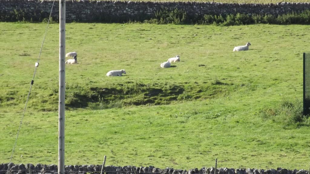 Curlew Barn Bed & Breakfast Leyburn Dış mekan fotoğraf